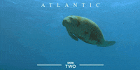 bbc two seal GIF by BBC