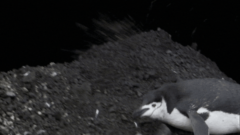 When Nature Calls Penguins GIF by ABC Network