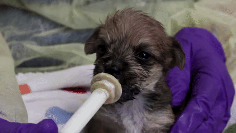 puppy aww GIF by Humane Rescue Alliance