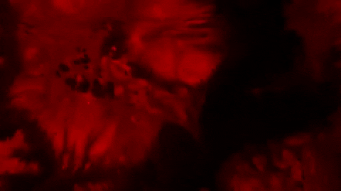 UrsusArctos1121 giphygifmaker hiss GIF