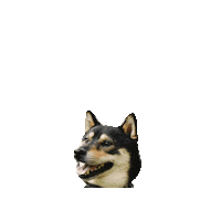 Studio Ghibli Sticker by Geekster Pets