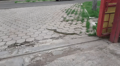 andersongallo giphyupload GIF