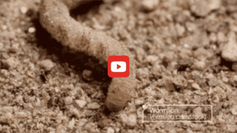 GIF by KQEDScience