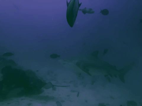 Sanjosedivers giphyupload mexico shark diving GIF