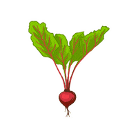 Beets Grow Sticker by GreenStalk Garden