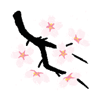 Cherry Blossoms Flowers Sticker