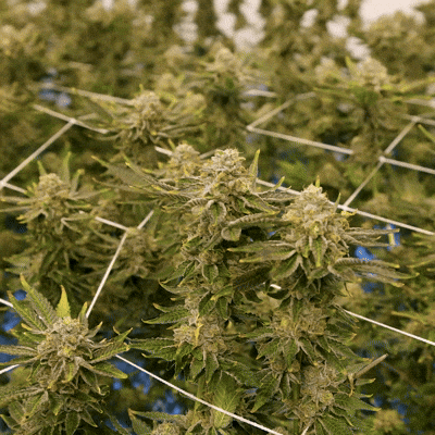 Grow Growing Pains GIF by Exclusive Brands