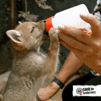 Happy Food GIF by SWR Kindernetz