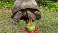 Giant Tortoise Celebrates 94th Birthday at Oklahoma City Zoo
