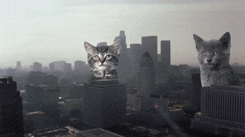 cat puppy GIF by MINI Italia