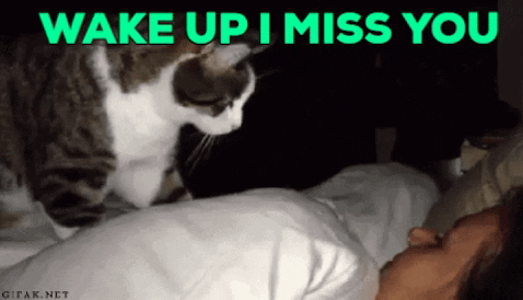 Casual_T giphygifmaker giphyattribution wake up i miss you GIF