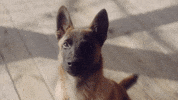 Begging Nothing More GIF by Better Noise Music