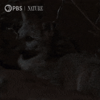Sleepy Pbs Nature GIF by Nature on PBS
