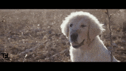 Dog Smile GIF by TheFactory.video
