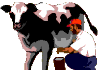cow STICKER
