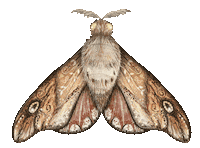 Butterfly Mola Sticker by Mysľomágovia