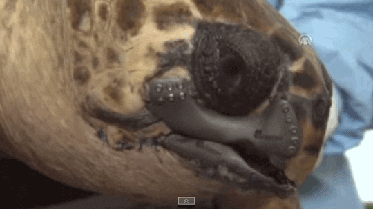 sea turtle tech GIF