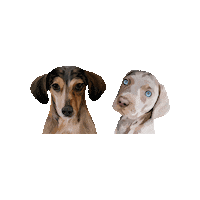 My Boys Omg Sticker by CardozaRealEstateGroup