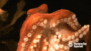red octopus GIF by Monterey Bay Aquarium