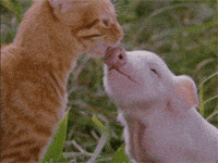 biting milo and otis GIF