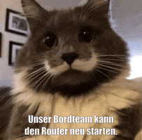 unsereoebb cat katze oebb weltkatzentag GIF