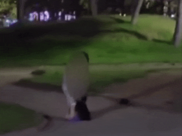 cuteanimalland giphyupload GIF