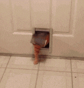 Funny Car Gif