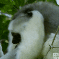 Wildlife Madagascar GIF by BBC America