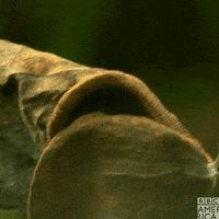Wildlife Madagascar GIF by BBC America