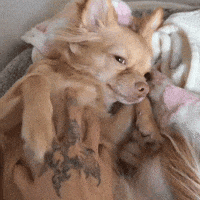 Sleepy In Bed GIF