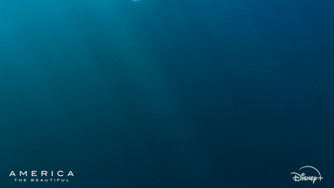 Ocean Swimming GIF by Nat Geo Wild