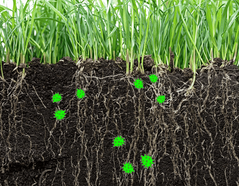 joestug2 giphyupload dirt bacteria soil GIF