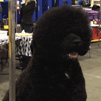 dog show dogs GIF by Westminster Kennel Club