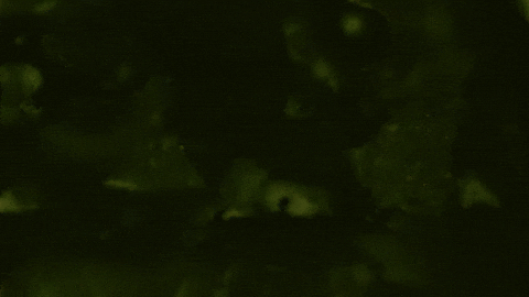 Phytography GIF by Northwest Film Forum