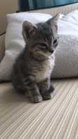 Adorable Kitten Struggles to Stay Awake