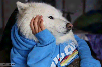 cachorro lendo revista