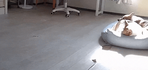 cuteanimalland giphyupload GIF