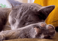 Tired Napping GIF