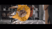à¸à¹à¸²à¸à¸«à¸¥à¸±à¸à¹à¸«à¸¡à¹ smile GIF by SC Asset