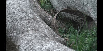 Wood GIF by DIIMSA Stock