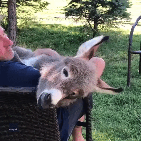 'Honey, Baby, Mine': Man Sings Crawdad Song to His Donkey in Ohio