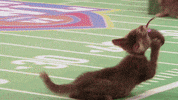 kitten bowl countdown to valentine&#39;s day GIF by Hallmark Channel