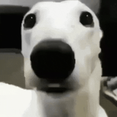 Scared Dog GIF