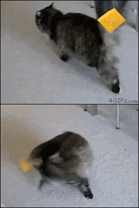 cat cheese GIF