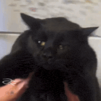 Fat Cat GIF by Respective