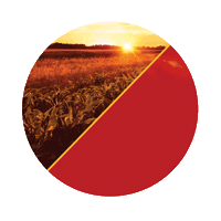 Sementes Sticker by Agro Bayer