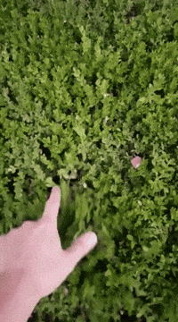 kittens bush GIF