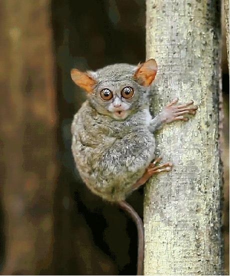 species tarsier GIF