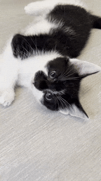 Kitten Rolling GIF