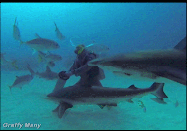 elasmobranch GIF